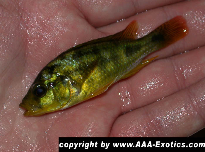 Haplochromis sauvagei